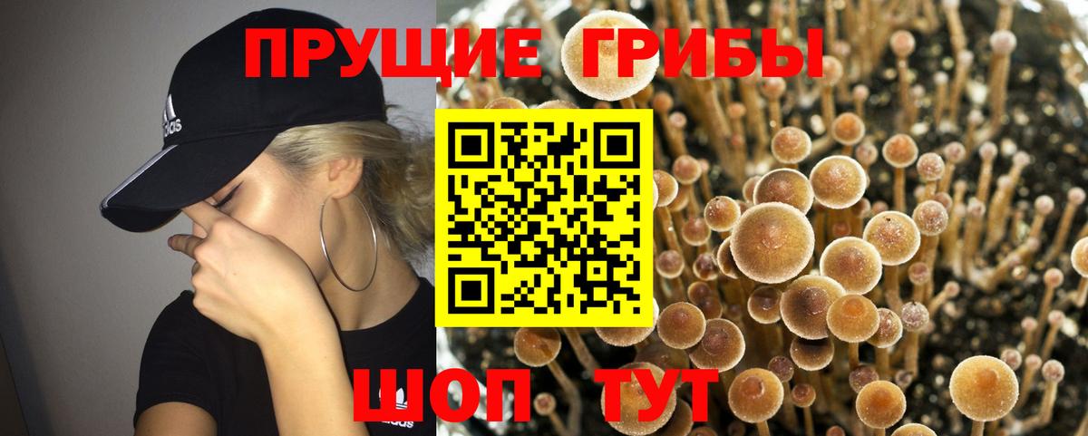Псилоцибиновые грибы Psilocybe Кропоткин